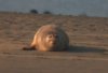 Common Seal at Westcliff Seafront (Paul Griggs) (22692 bytes)